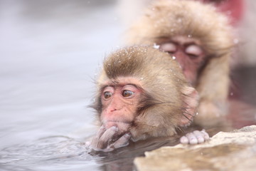 SNOW MONKEY(地獄谷野猿公苑)

