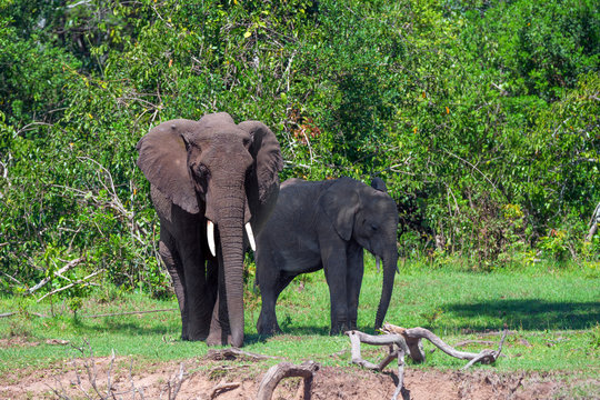 Pair of African elephants ( Loxodonta africana )