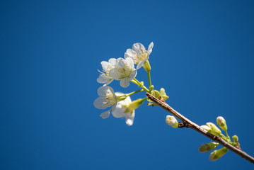 White oriental cherry blossoms