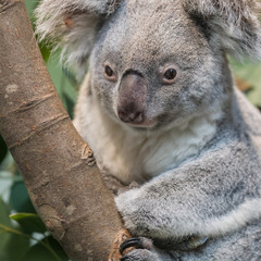 Close-up of a koala bear