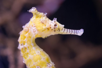 Very young seahorse, selective focus on the eye