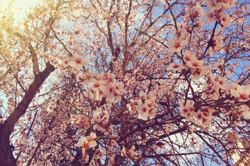almond blossoms at sunrise . Vintage colored picture . Spring flowers background