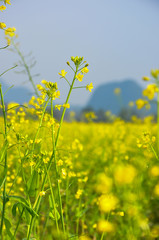 Beautiful blooming rape flower in spring