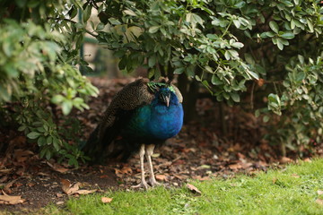 Fototapeta premium Peacock in the park of the city of Toulouse
