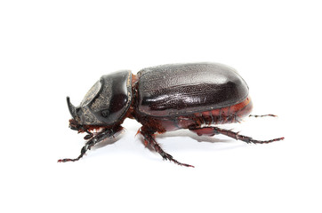 Horn beetle / Dynastinae isolated on white background.