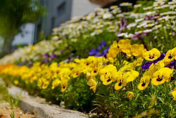 Obraz premium viola flower in japanese garden