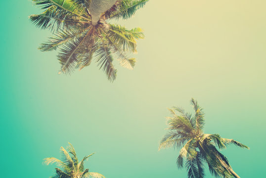 Tropical  background with palm trees in sun light. Vintage