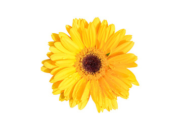 yellow gerbera flower isolated on white