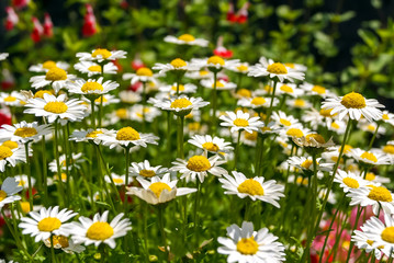 daisy flowers in japanese garden