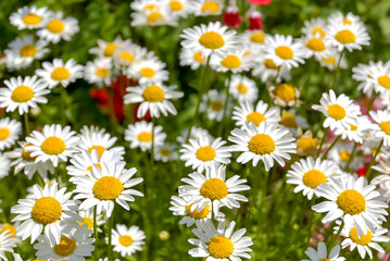 daisy flowers in japanese garden