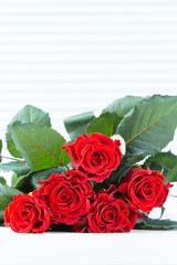 Obraz premium Red roses