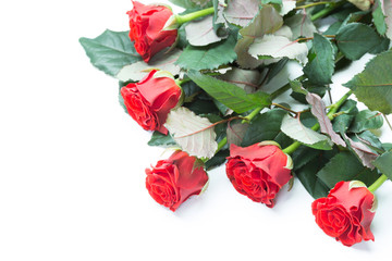 beautiful red roses