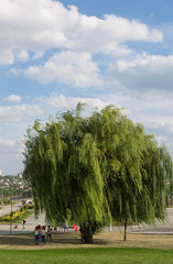 One green tree in a public park