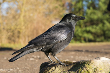 Rabenkrähe (schwarze Morphe der Aaskrähe) (Corvus corone), sitzt auf einem Stein und blickt nach unten, Hessen, Deutschland