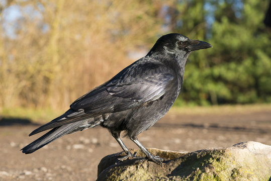 Rabenkr&auml;he (schwarze Morphe der Aaskr&auml;he) (Corvus corone), sitzt auf einem Stein und blickt nach unten, Hessen, Deutschland