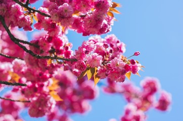 Blossom tree over nature background/ Spring flowers/Spring Backg