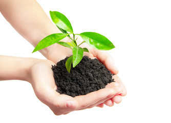 Human hands holding green small plant new life concept