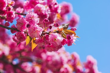 Blossom tree over nature background/ Spring flowers/Spring Backg