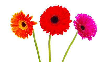  gerbera flower
