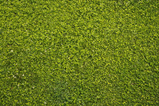 Зеленый газон под стенами замка в Ужгороде, Украина