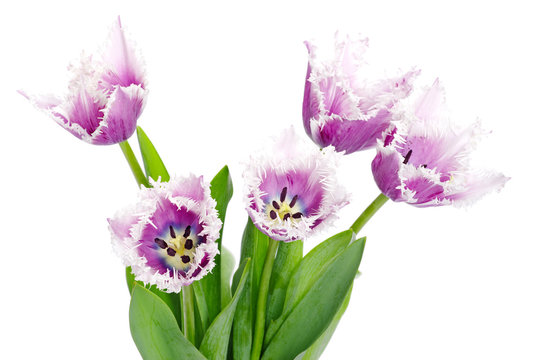 Fototapeta purple tulips isolated on white background