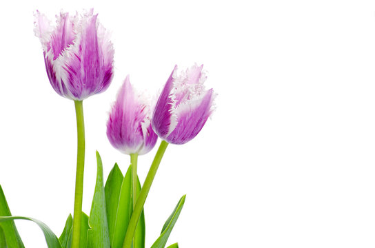 Purple Tulips Isolated On White Background