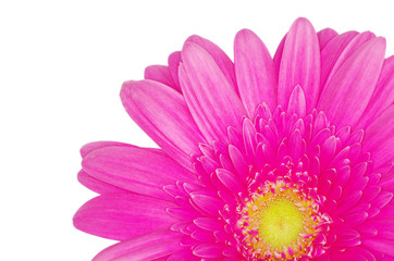 gerbera flower