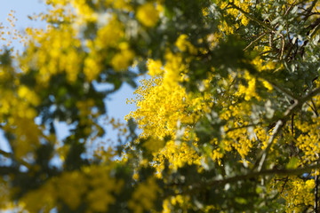 Yellow mimosa flowers