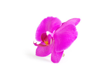 Obraz na płótnie Canvas orchid flower, isolated