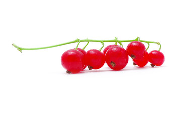 red currants on a white background