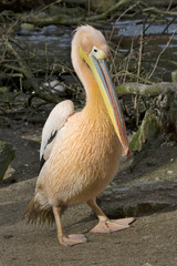 Great White Pelican, Pelecanus onocrotalus, in winter color