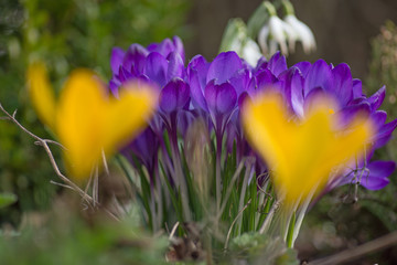 Close up of a beautiful crocus in the park