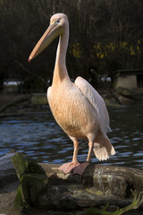 Great White Pelican, Pelecanus onocrotalus, in winter color