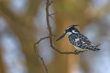 Beautiful  pied kingfisher (Ceryle rudis)