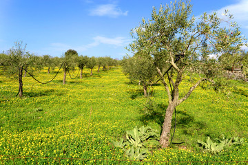 Piantagione di ulivo