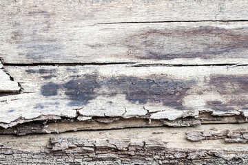 wood texture. background old panels