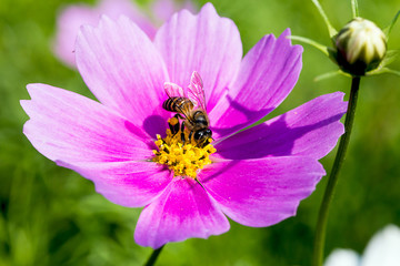 Fototapeta na wymiar Bees and flowers