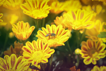 Yellow chrysanthemum with bee in garden pastel color tone style