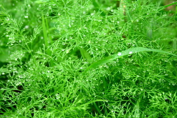Dew drop on fern leafs