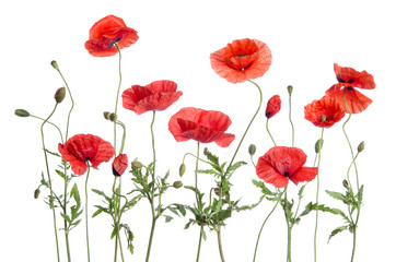 Fototapeta na wymiar red poppies isolated on white background