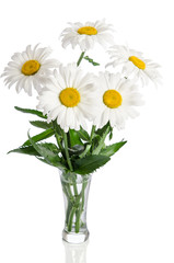bouquet of daisies on white background