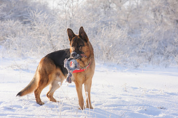 German Shepherd with toy in winter