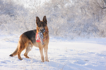 German Shepherd with toy in winter