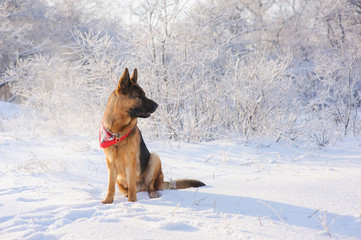 German Shepherd in winter