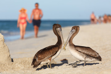 Cuba, Brown Pelicans at Varadero Beach, Pelecanus occidentalis