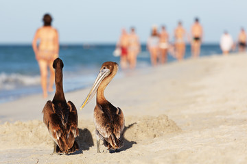Cuba, Brown Pelicans at Varadero Beach, Pelecanus occidentalis