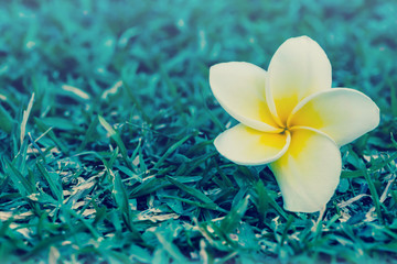 Frangipani Flowers on green grass floor. - Stock Image 