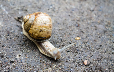 Виноградная улитка на земле