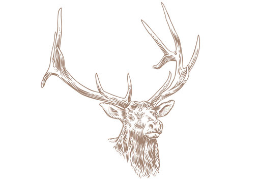 Head of deer