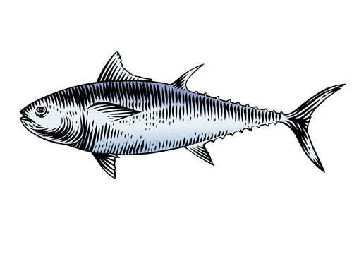 Raw blue tuna